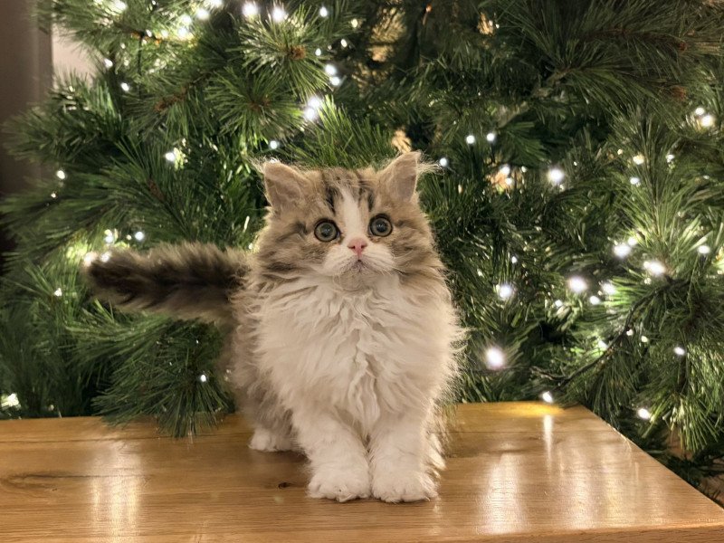 Axwell de Mirkwood Mâle Selkirk Rex Longhair