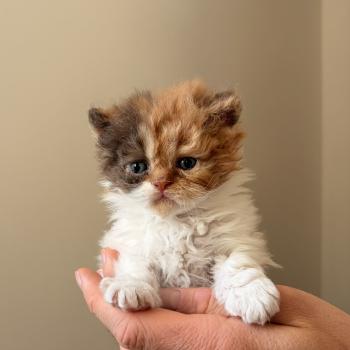 chaton Selkirk Rex Longhair chocolate tortie bicolor Barbara Holland Chatterie de Mirkwood