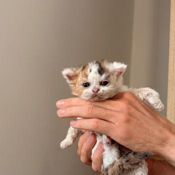 chaton Selkirk Rex Longhair cinnamon tortie & blanc van Bernadette Rostenkowski Chatterie de Mirkwood