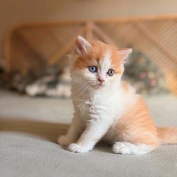 chaton Selkirk Rex Longhair red bicolor Béryl Evenstar Chatterie de Mirkwood