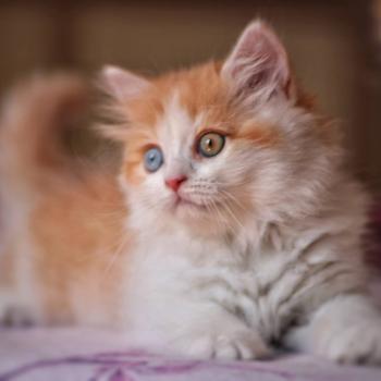chaton Selkirk Straight Longhair red bicolor Béryl Evenstar Chatterie de Mirkwood