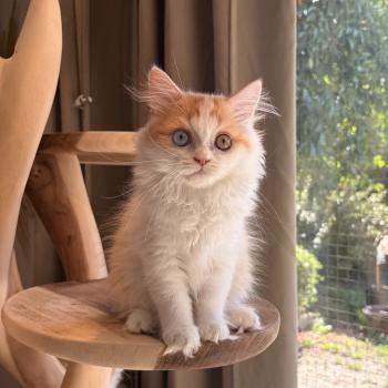 chaton Selkirk Straight Longhair red bicolor Béryl Evenstar Chatterie de Mirkwood