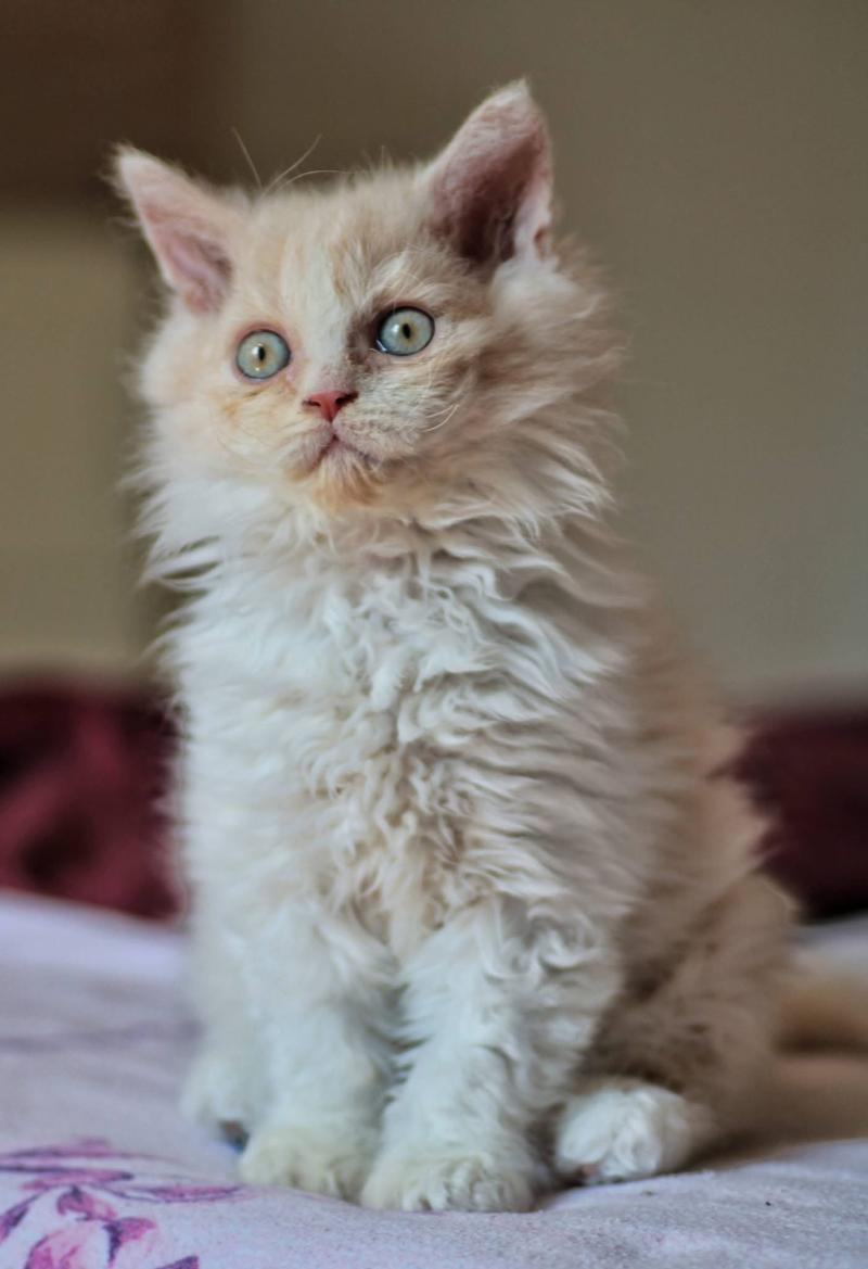 Bilbo Baggins de Mirkwood Mâle Selkirk Rex Longhair