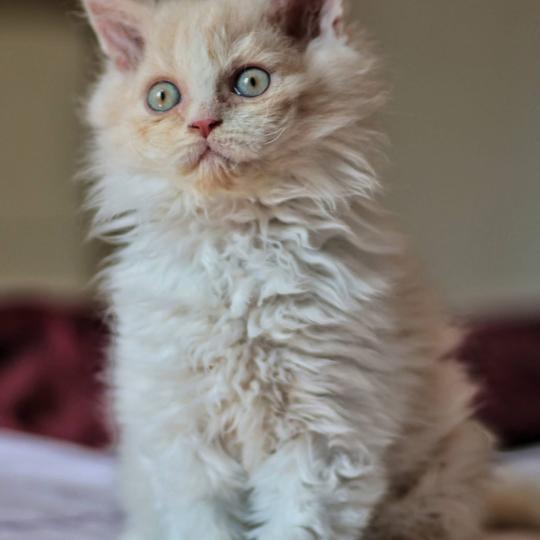 Bilbo Baggins de Mirkwood Mâle Selkirk Rex Longhair