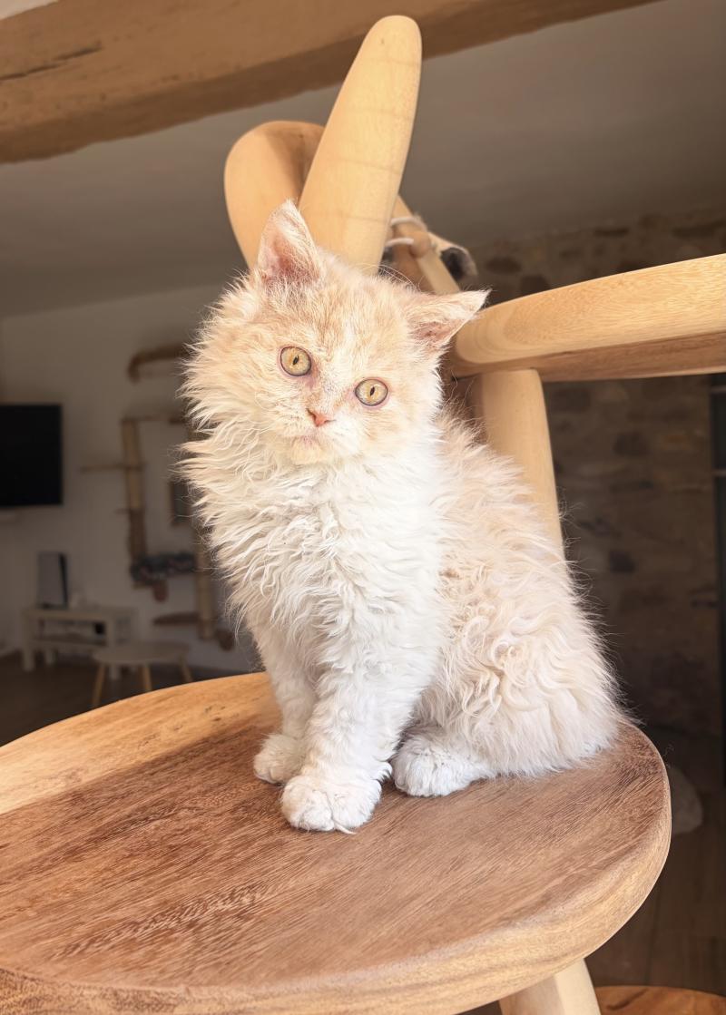 Bilbo Baggins de Mirkwood Mâle Selkirk Rex Longhair