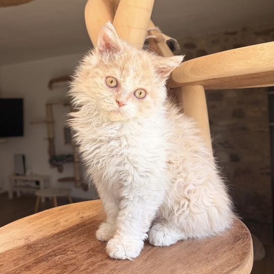 Bilbo Baggins de Mirkwood Mâle Selkirk Rex Longhair