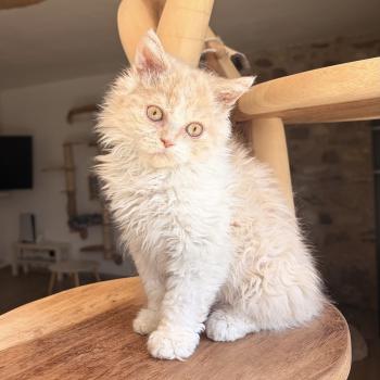 chaton Selkirk Rex Longhair cream bicolor Bilbo Baggins Chatterie de Mirkwood
