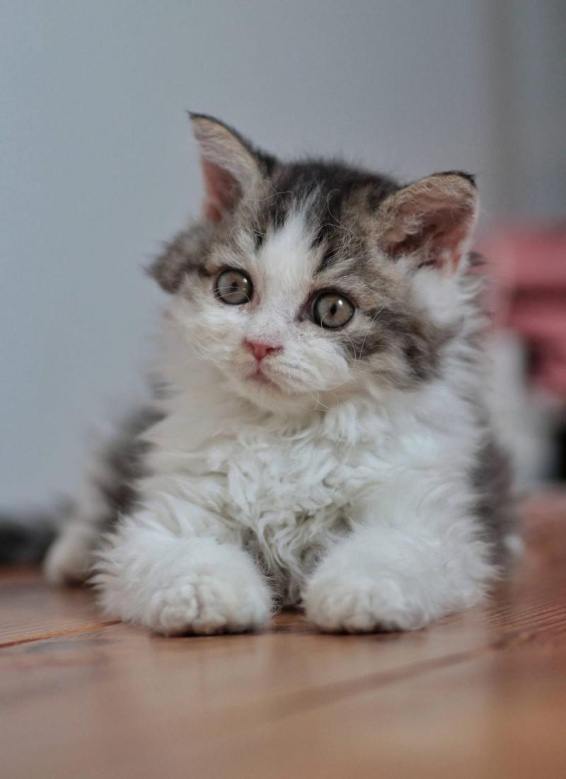 Boromir du Gondor de Mirkwood Mâle Selkirk Rex Longhair