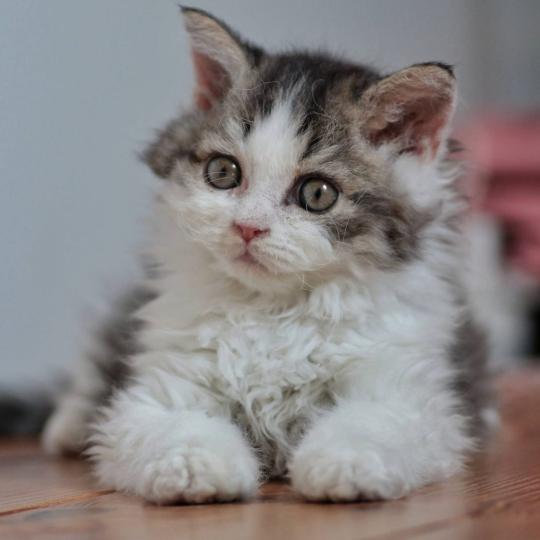 Boromir du Gondor de Mirkwood Mâle Selkirk Rex Longhair
