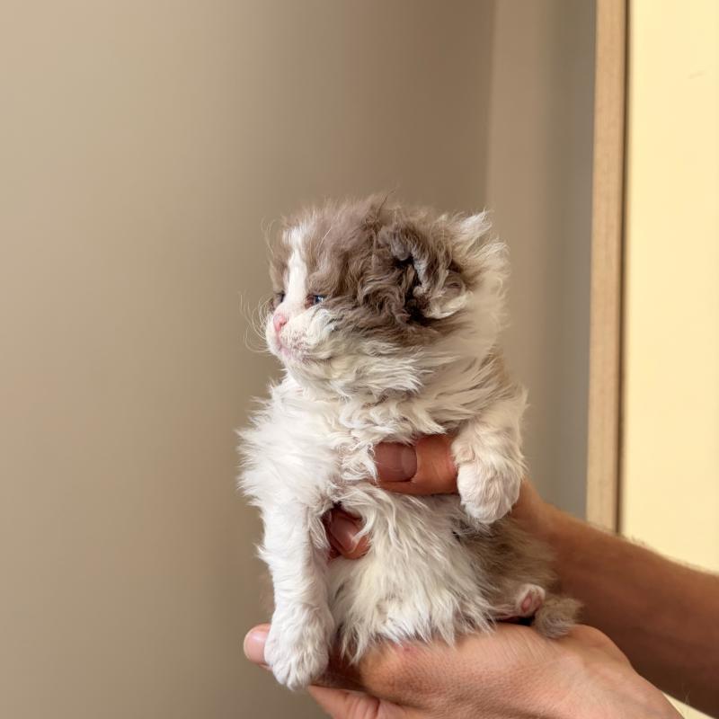 Bree Van de Kamp de Mirkwood Femelle Selkirk Rex Longhair