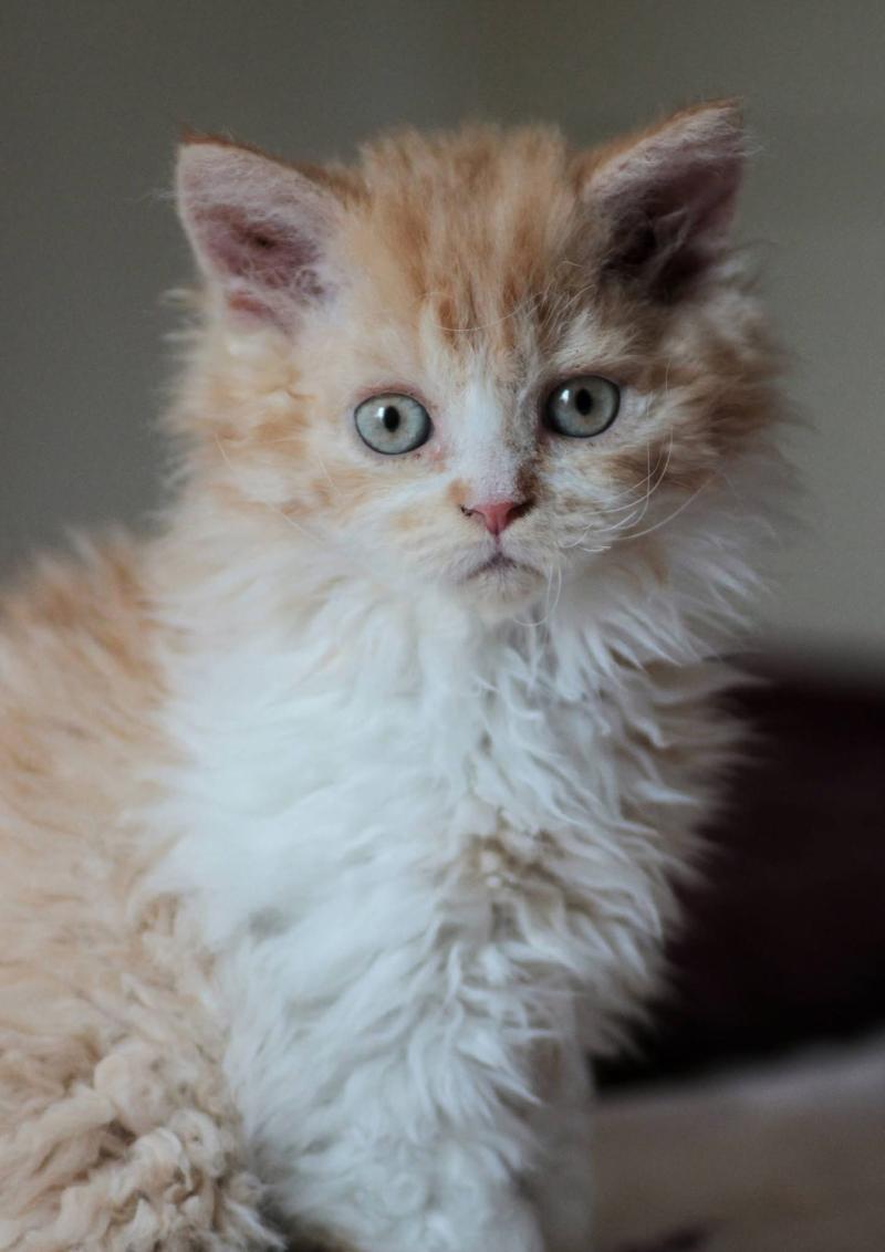 Brume de Valinor de Mirkwood Femelle Selkirk Rex Longhair