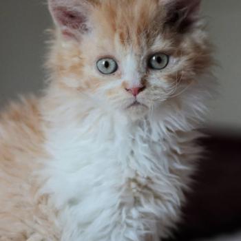 chaton Selkirk Rex Longhair red bicolor Brume de Valinor Chatterie de Mirkwood