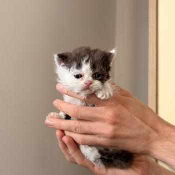 chaton Selkirk Rex Longhair chocolate bicolor Buffy Summers Chatterie de Mirkwood