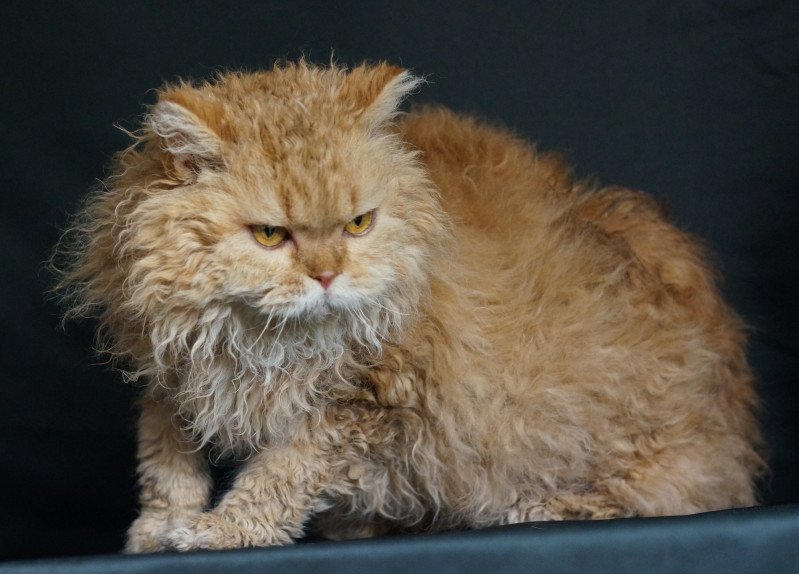 Pinoccio de la Déesse Sélénée Mâle Selkirk Rex Longhair Pinoccio de la Déesse Sélénée Mâle Selkirk Rex Longhair