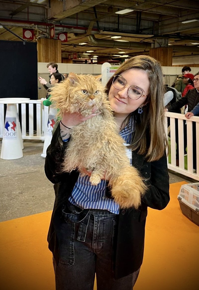 Runaway Baby de Mirkwood Femelle Selkirk Rex Longhair