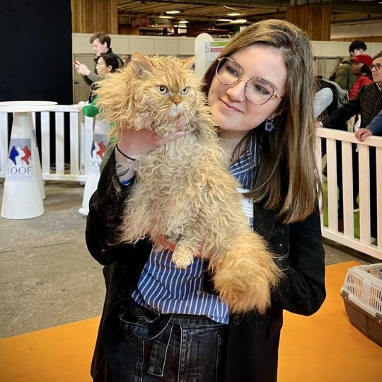 Runaway Baby de Mirkwood Femelle Selkirk Rex Longhair