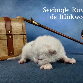 chaton Selkirk Rex Longhair Serdaigle Rowena Chatterie de Mirkwood