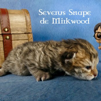 chaton Selkirk Rex Longhair Severus Snape Chatterie de Mirkwood