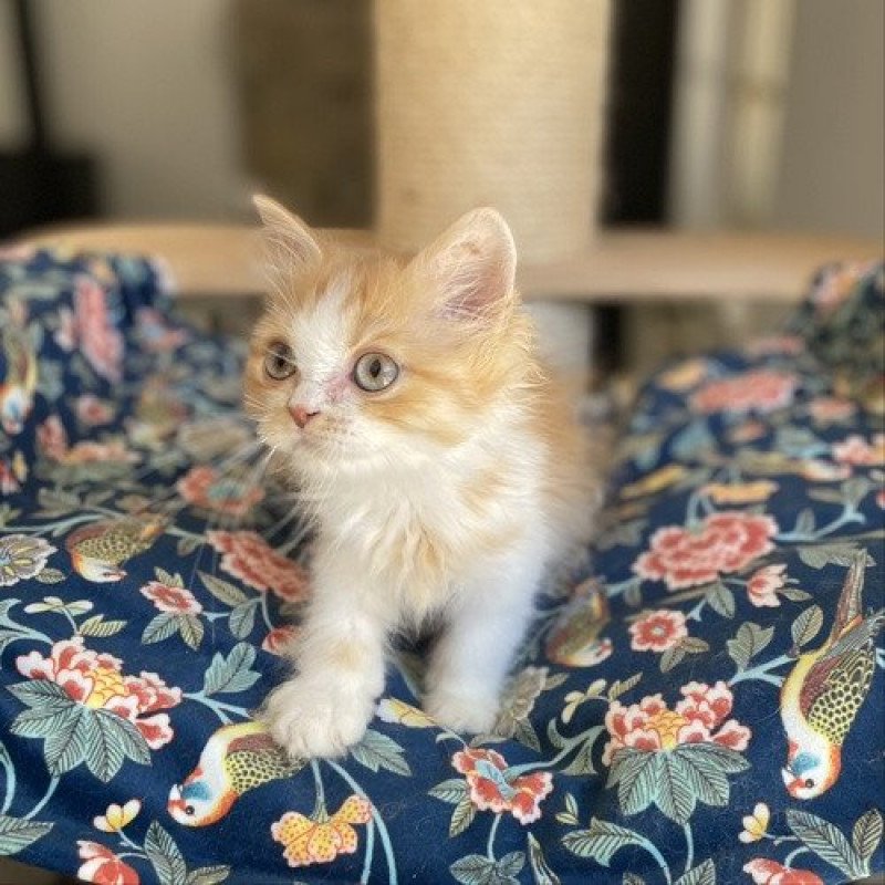 Tierce de Mirkwood Femelle Selkirk Rex Longhair Tierce de Mirkwood Femelle Selkirk Rex Longhair