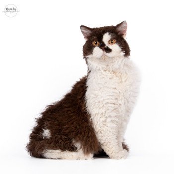 Cirratus Wookie Mâle Selkirk Rex Longhair