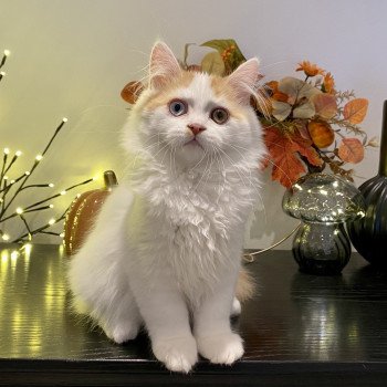 chaton Selkirk Rex red & blanc van Vhagar the Last Chatterie de Mirkwood