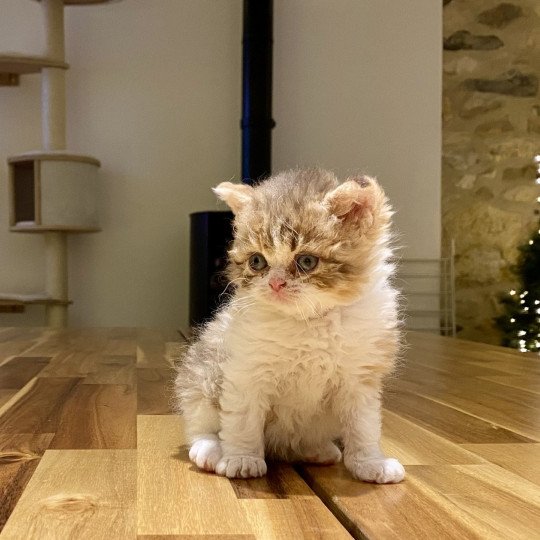 Victoria Rose de Mirkwood Femelle Selkirk Rex