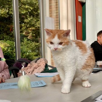 chaton Selkirk Rex red & blanc arlequin Viserion the Night King Chatterie de Mirkwood