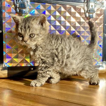 chaton Selkirk Rex brown mackerel tabby Wellington Duke Chatterie de Mirkwood