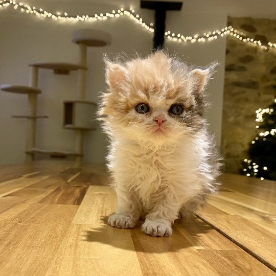 Windsor Lily de Mirkwood Femelle Selkirk Rex