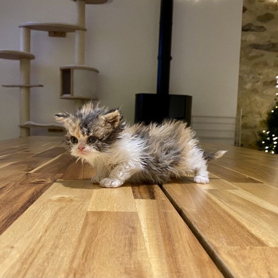 Yorkshire Belle de Mirkwood Femelle Selkirk Rex