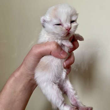 chaton Selkirk Straight Longhair blue tortie & blanc arlequin Aglaé Sun Chatterie de Mirkwood