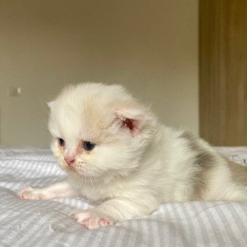chaton Selkirk Straight Longhair blue tortie & blanc arlequin Aglaé Sun Chatterie de Mirkwood chaton Selkirk Straight Longhair blue tortie & blanc arlequin Aglaé Sun Chatterie de Mirkwood