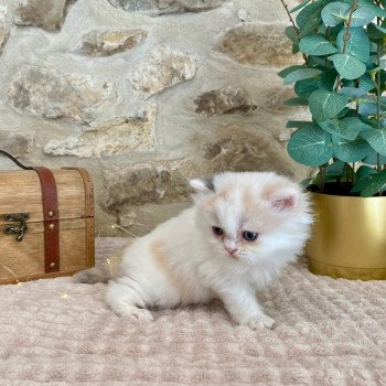 chaton Selkirk Straight Longhair blue tortie & blanc arlequin Aglaé Sun Chatterie de Mirkwood
