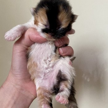 chaton Selkirk Straight Longhair black tortie bicolor Amaya Moon Chatterie de Mirkwood