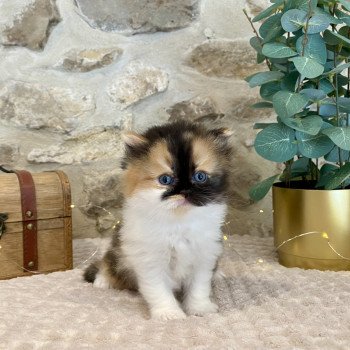 chaton Selkirk Straight Longhair black tortie bicolor Amaya Moon Chatterie de Mirkwood
