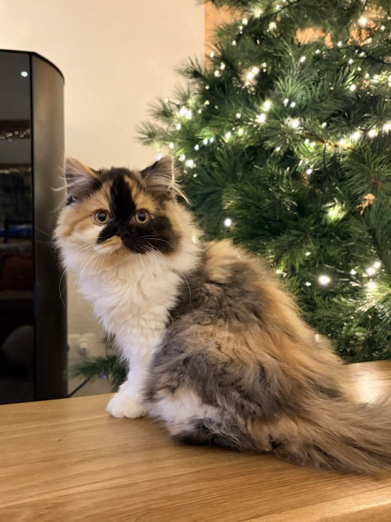 Amaya Moon de Mirkwood Femelle Selkirk Straight Longhair