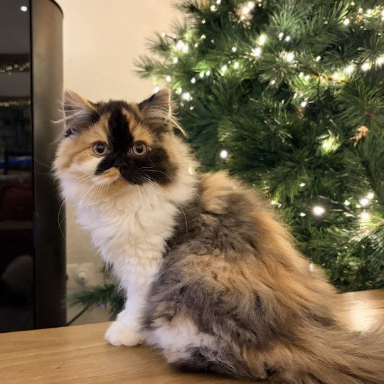 Amaya Moon de Mirkwood Femelle Selkirk Straight Longhair