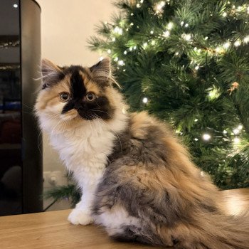 chaton Selkirk Straight Longhair black tortie bicolor Amaya Moon Chatterie de Mirkwood