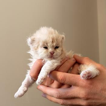 chaton Selkirk Straight Longhair cream bicolor Barney Stinson Chatterie de Mirkwood