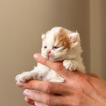 chaton Selkirk Straight Longhair red & blanc arlequin Billy Hargrove Chatterie de Mirkwood