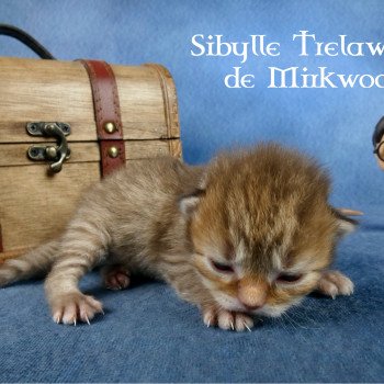chaton Selkirk Straight Longhair Sibylle Trelawney Chatterie de Mirkwood